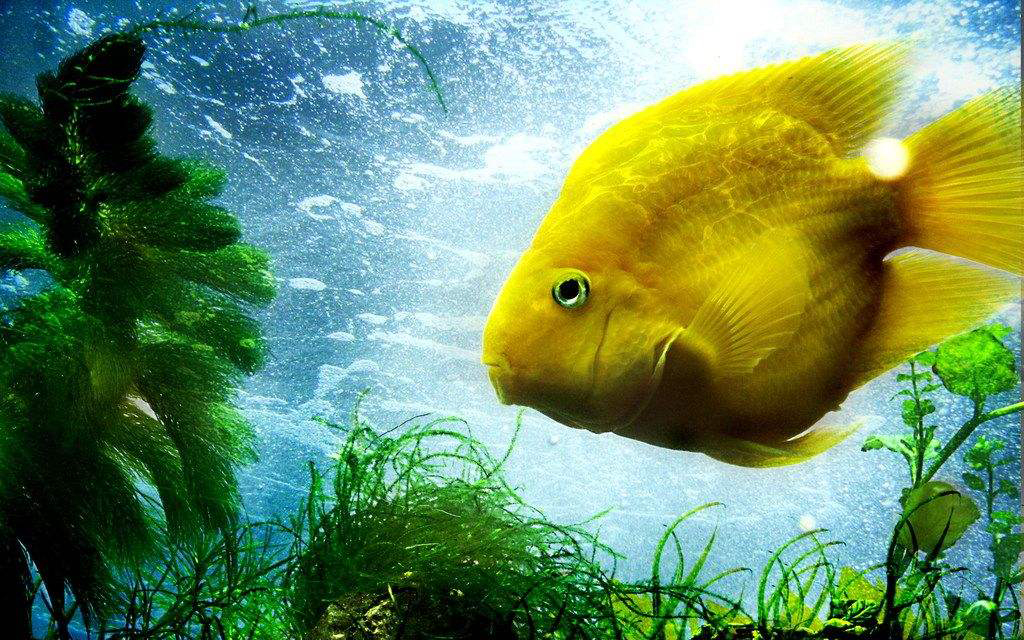 多吃海魚可以預(yù)防早產(chǎn)，你知道嗎？