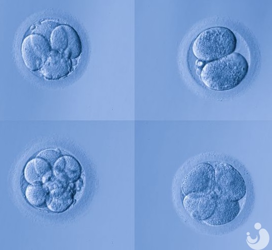 移植3天的胚胎還是移植5天的囊胚好？