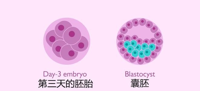 鮮胚移植跟凍胚移植哪個更好一點？