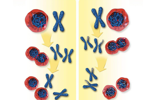 做試管嬰兒治療，你到底該不該做染色體檢查？