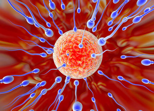 精子跟卵子結(jié)合，要多久才能懷孕？