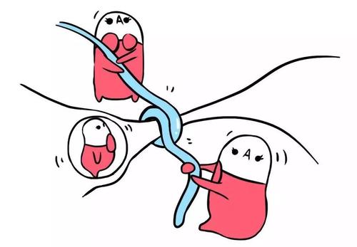 精子跟卵子相斥懷孕難？試管嬰兒可以幫忙