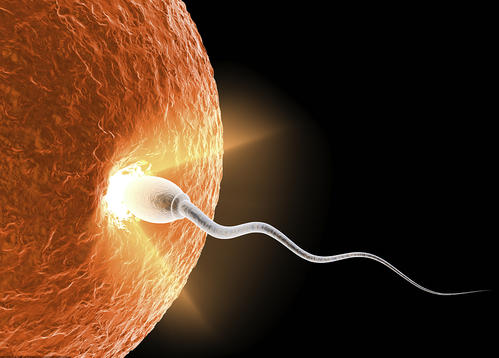 移植后有春夢現(xiàn)象，對胚胎著床有影響？