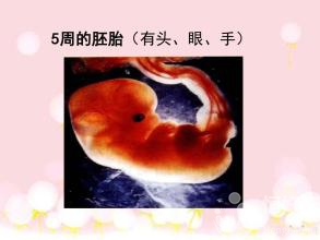 做試管治療時會弄錯胚胎嗎？