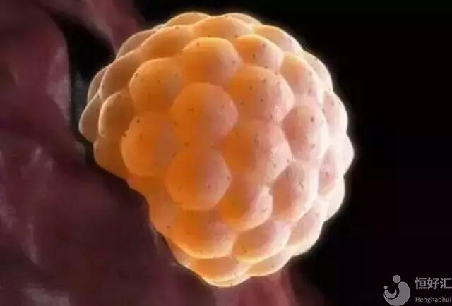 胚胎種植失敗，到底哪一步出錯了呢？