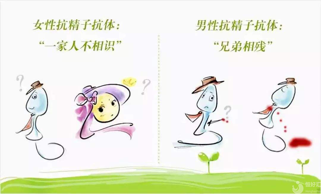 抗精子抗體，是精子的敵人還是朋友？