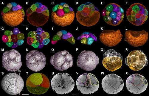 胚胎碎片，會(huì)對(duì)試管嬰兒的成功率有影響嗎？