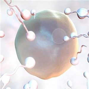 做試管嬰兒時(shí)，什么樣的情況不適宜用鮮胚移植？