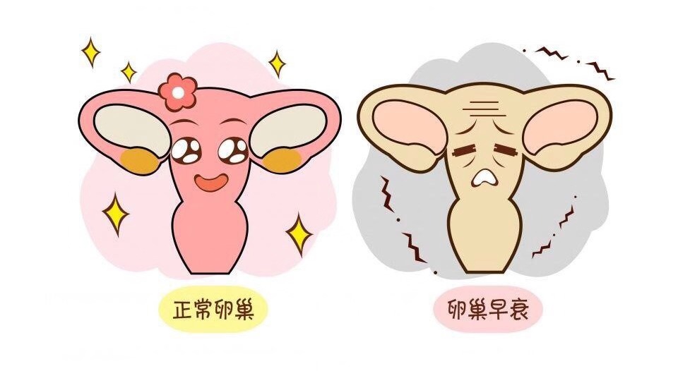 卵巢早衰的患者，做試管的成功率高嗎？