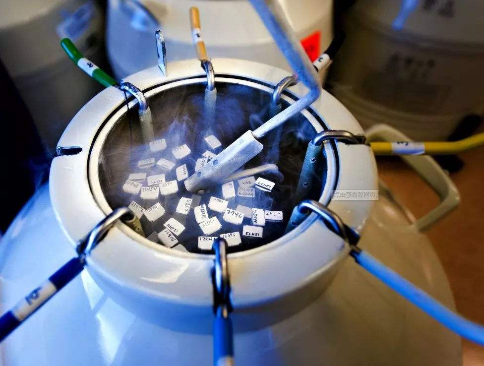 鮮胚寶寶和凍胚寶寶，哪個好？