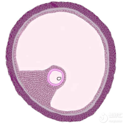 如何監(jiān)測竇卵泡？專家學者為你解答！