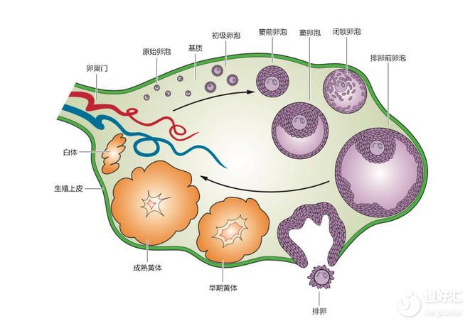 沒那么復雜，兩句話幫你概括竇卵泡的作用！