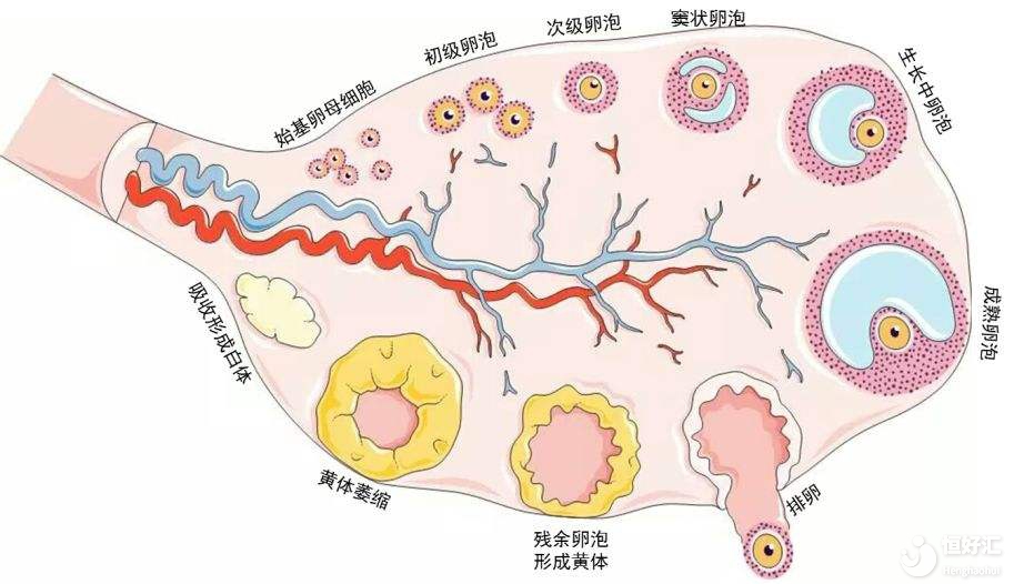 解密大時刻：竇卵泡是如何發(fā)育長大的？