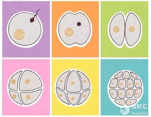 試管嬰兒成功后，要對胎兒做哪些檢查？