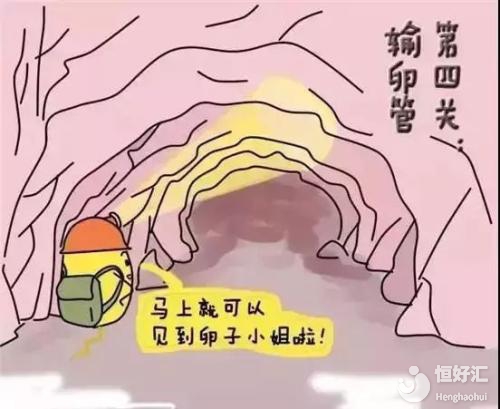 試管嬰兒最佳的取卵數(shù)量是多少？