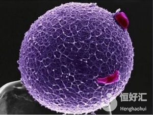 女人，你的卵子真的很“昂貴”，你知道嗎？
