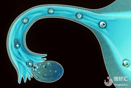 試管嬰兒取卵很復(fù)雜？看完你就明白