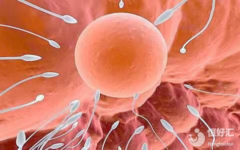 卵子和精子的質(zhì)量不過(guò)關(guān)，誰(shuí)最倒霉？