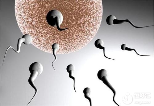 卵泡大小對試管嬰兒成功率是否有影響？