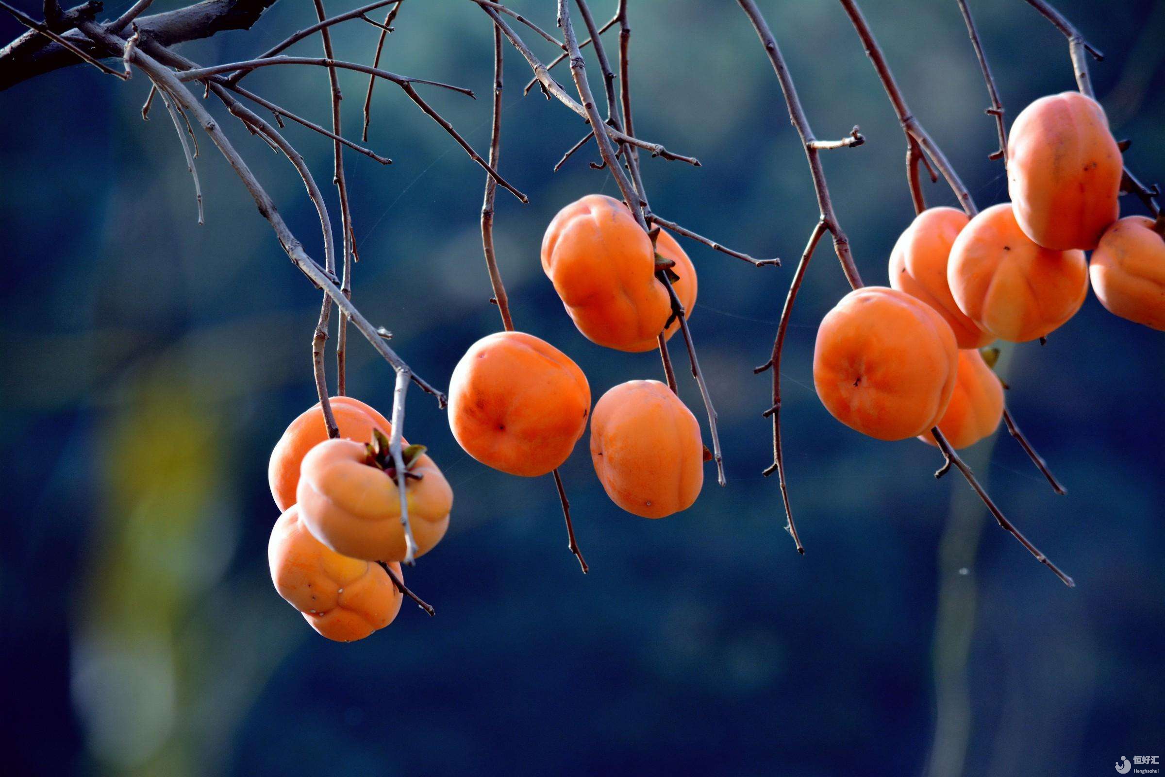 10月柿子季，胚胎移植后，嘴饞的試管媽媽能吃柿子嗎？