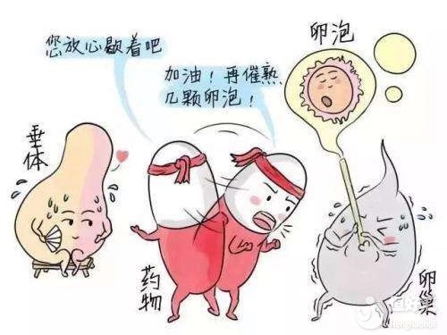 促排卵方案的制定需要耗費多少時間？