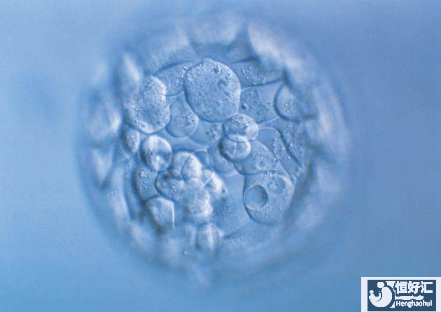 試管嬰兒要養(yǎng)囊？為什么？