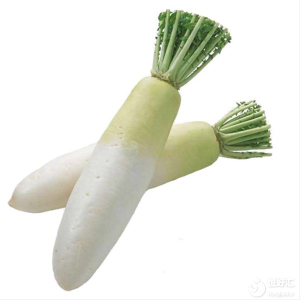 備孕吃什么？試管媽媽可以吃白蘿卜嗎？