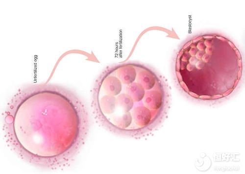 試管嬰兒胚胎數(shù)量重要嗎？對(duì)成功率有什么影響？