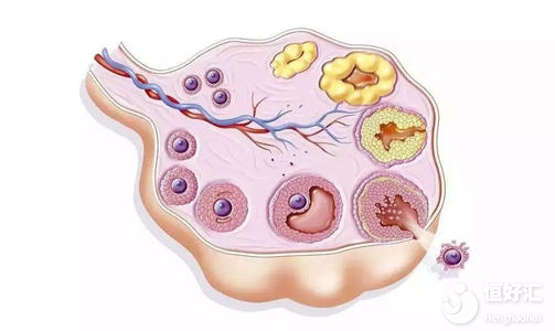 試管嬰兒為何出現(xiàn)空卵泡？廣州試管專家為大家解答