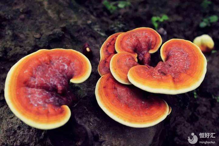 備孕需大補？試管媽媽可以吃靈芝補身體嗎？