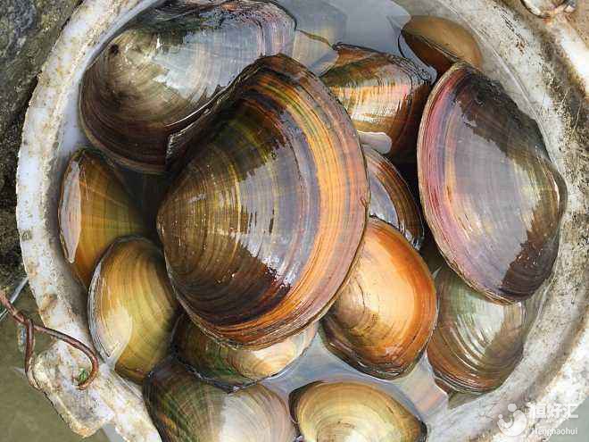 元旦節(jié)假，嘗嘗海鮮，孕期的試管媽媽可以吃河蚌嗎？