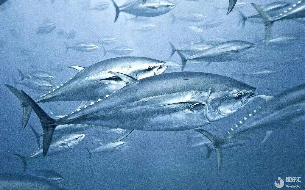 天天吃魚，想寶寶變天才，卻不知天天攝入汞，寶寶成蠢材！哭！