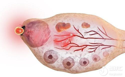 月經(jīng)過后多久會(huì)排卵？排卵前會(huì)有什么表現(xiàn)？