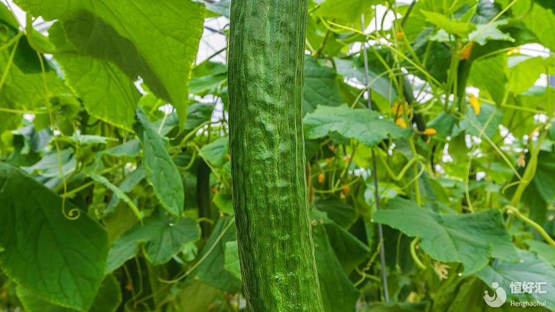 孕期為了胎兒的發(fā)育，最好避免這些蔬菜