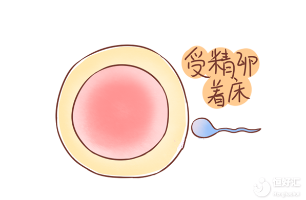 備孕一直不成功是怎么回事？請別忘了這個(gè)重要點(diǎn)