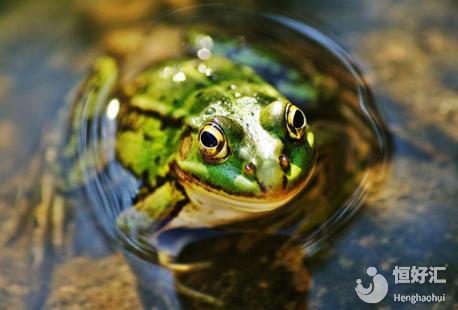 胎夢解密：孕婦夢見青蛙6大好情形你有嗎？