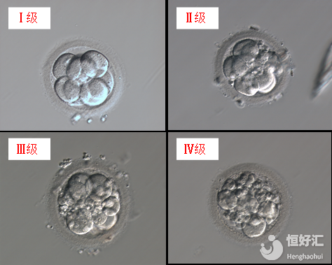 3分鐘看懂試管胚胎等級區(qū)分，有利提高成功率！