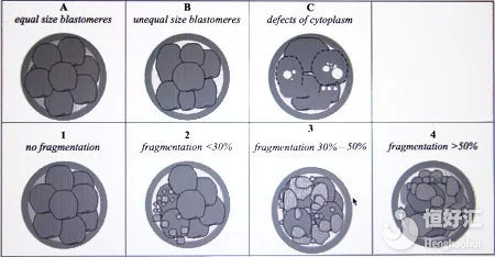 關(guān)于試管胚胎質(zhì)量的劃分，看這篇文章就夠了！