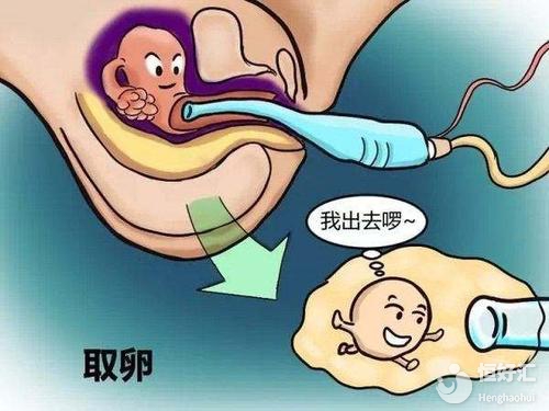 試管嬰兒取卵數(shù)量會(huì)影響成功率？專家解答來了