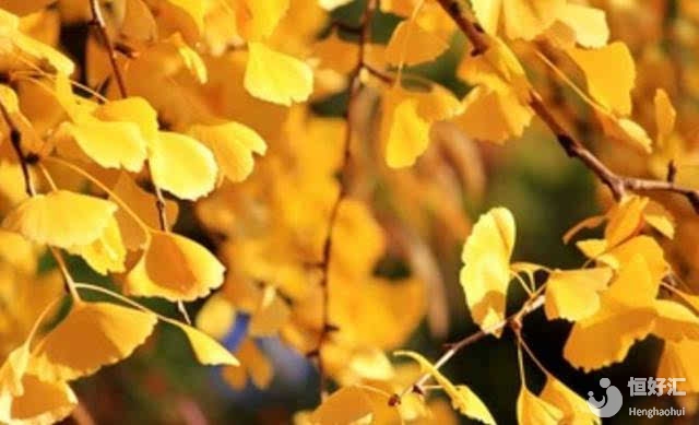 秋季備孕優(yōu)勢多多，請(qǐng)注意利用好這3點(diǎn)！