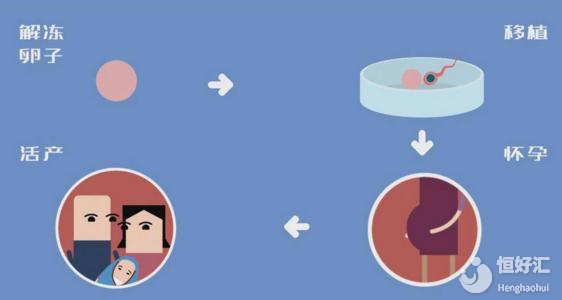 別想了！冷凍卵子并不是想凍就凍，這些條件很重要