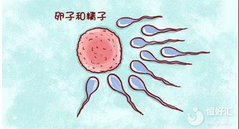 小測試|你知道你的生育力還剩多少嗎？如何提高？