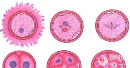 冷凍胚胎什么時候移植最好？這個時間段不可錯過