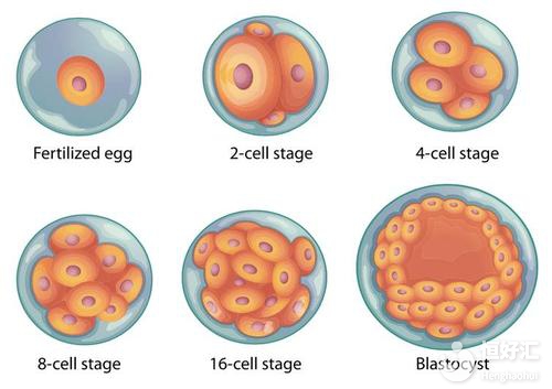 囊胚培養(yǎng)的優(yōu)點和缺點，或許與你了解的不一樣！