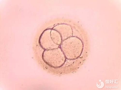 凍胚與鮮胚的成功率相差多少？答案很意外