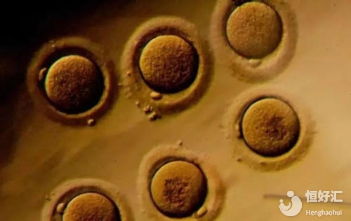  試管嬰兒胚胎冷凍技術(shù)會凍壞胚胎？看完別打臉